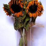Pictorial metaphor for autumn