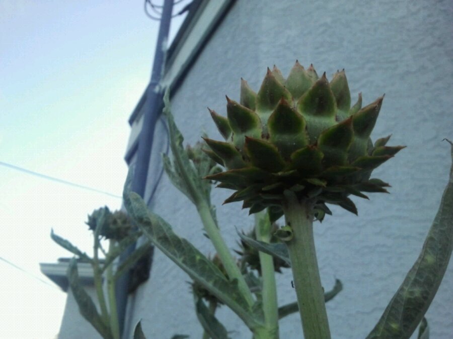 Artichokes growing tall beside a building in James Bay