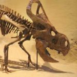 Rex Murphy has fossilized