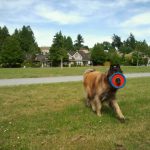 Jona the dog and a frisbee