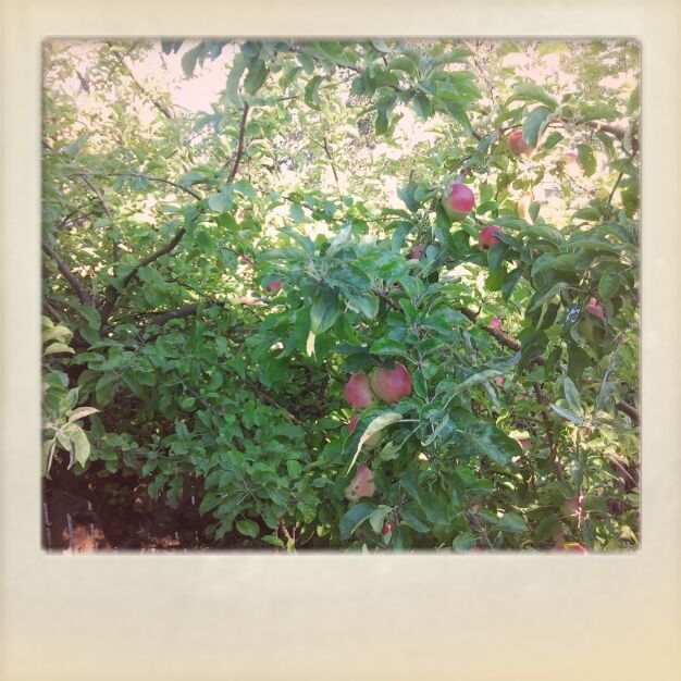 Apple tree in back yard, Victoria