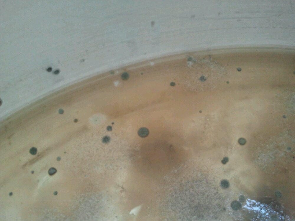 mold in the water
