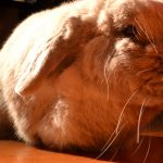 close up of bunny face