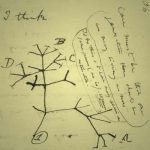 Evolutionary tree sketch by Charles Darwin