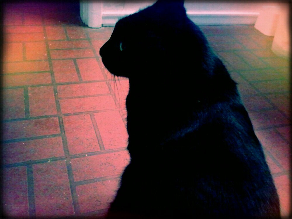 Midnight, a cat sitting on the bathroom floor
