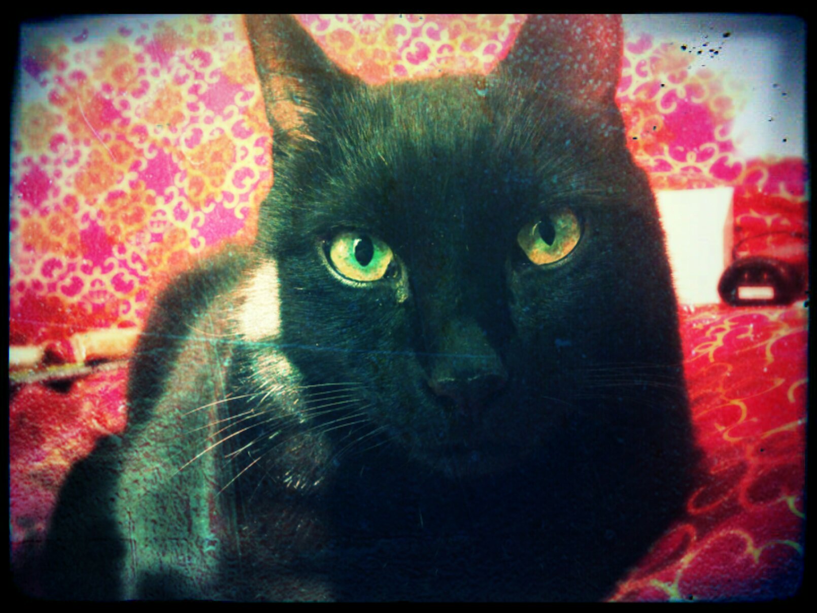 Midnight stares at me with intensity and possibly disdain.