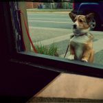 A small dog stand on their hind legs and looks in the window at a local coffee shop.