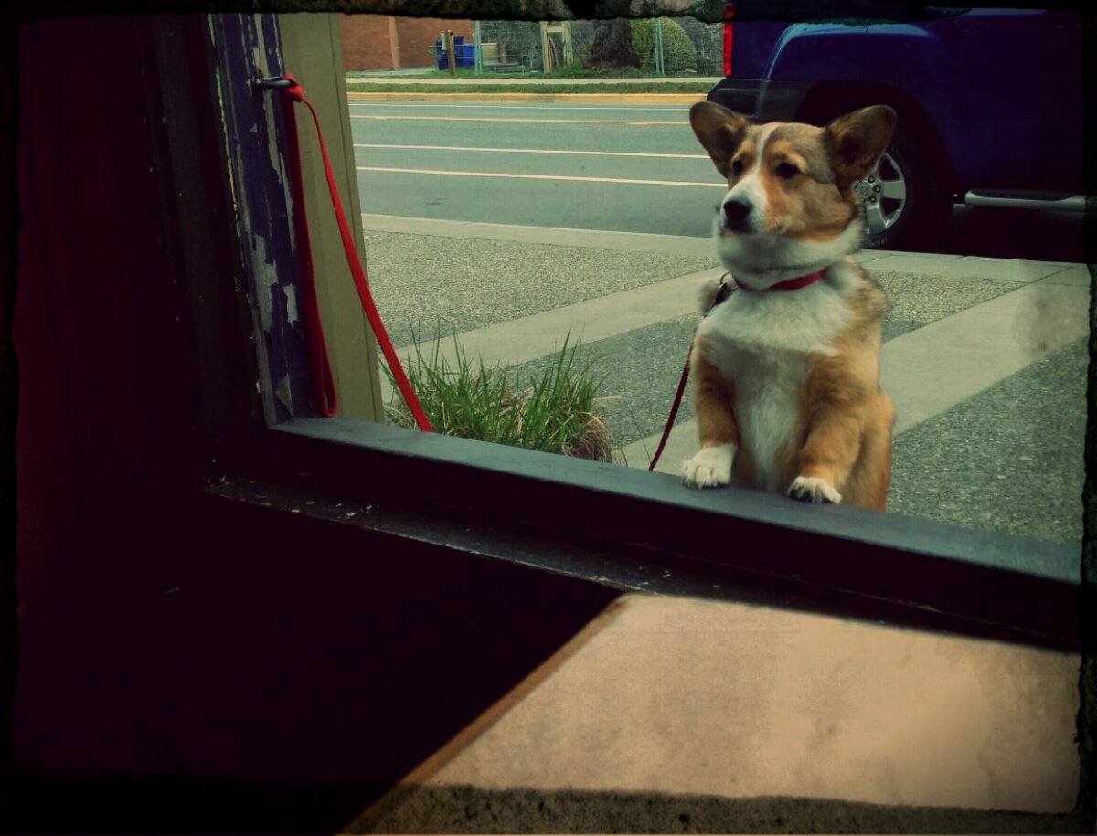 A small dog stand on their hind legs and looks in the window at a local coffee shop.