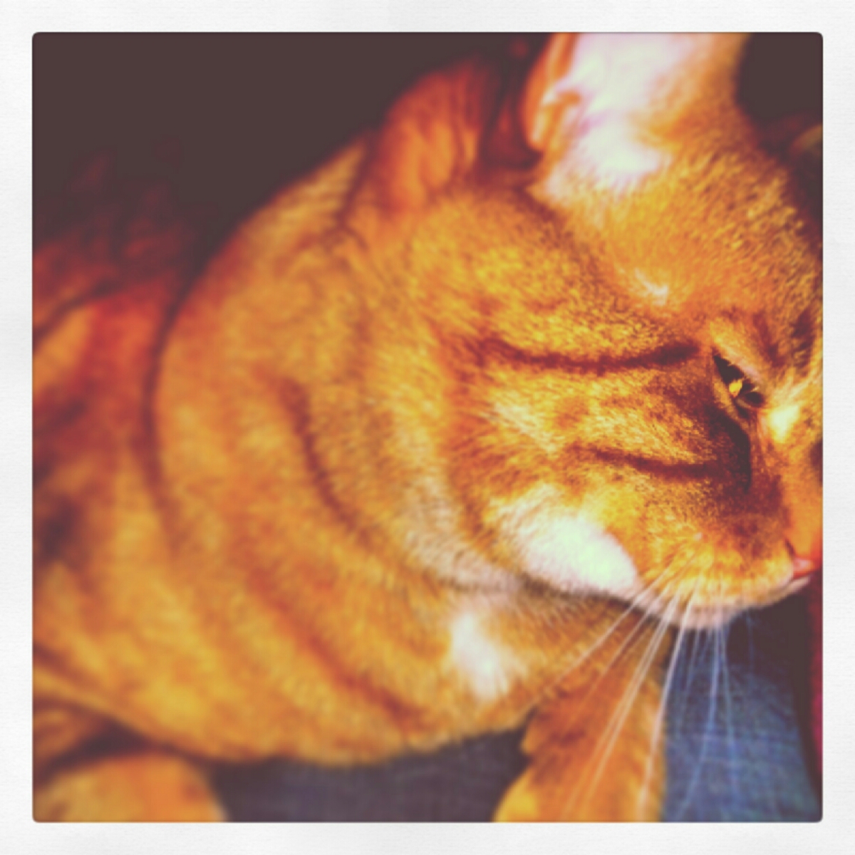 A close up of a ginger cat, Boyo.