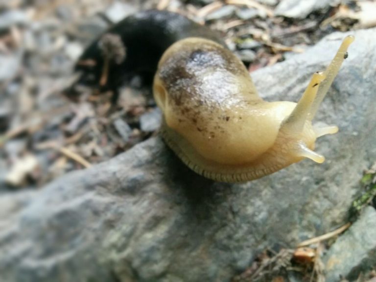 Banana slug near Botanical Beach
