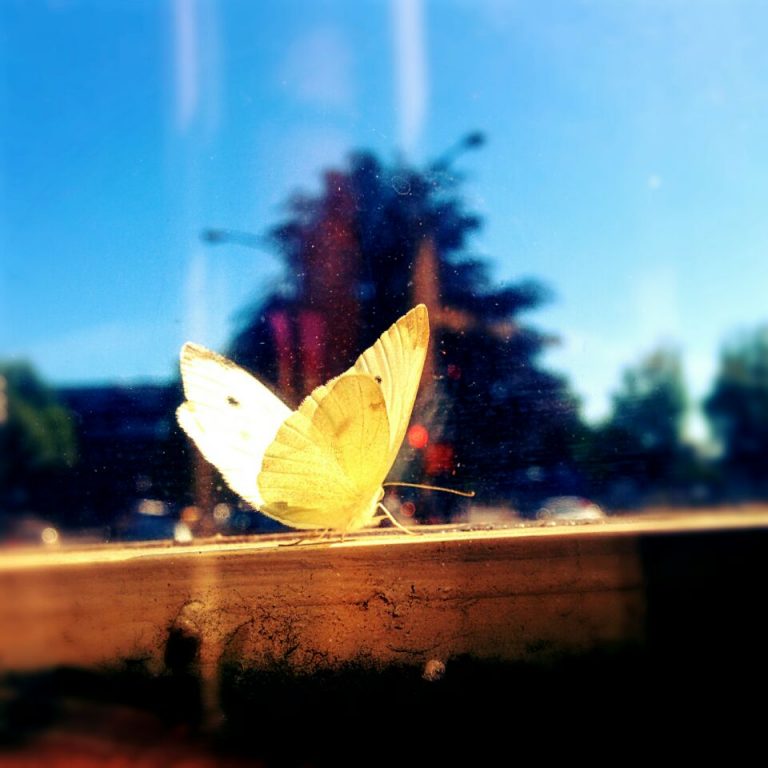 Moth in the window, at Swan’s