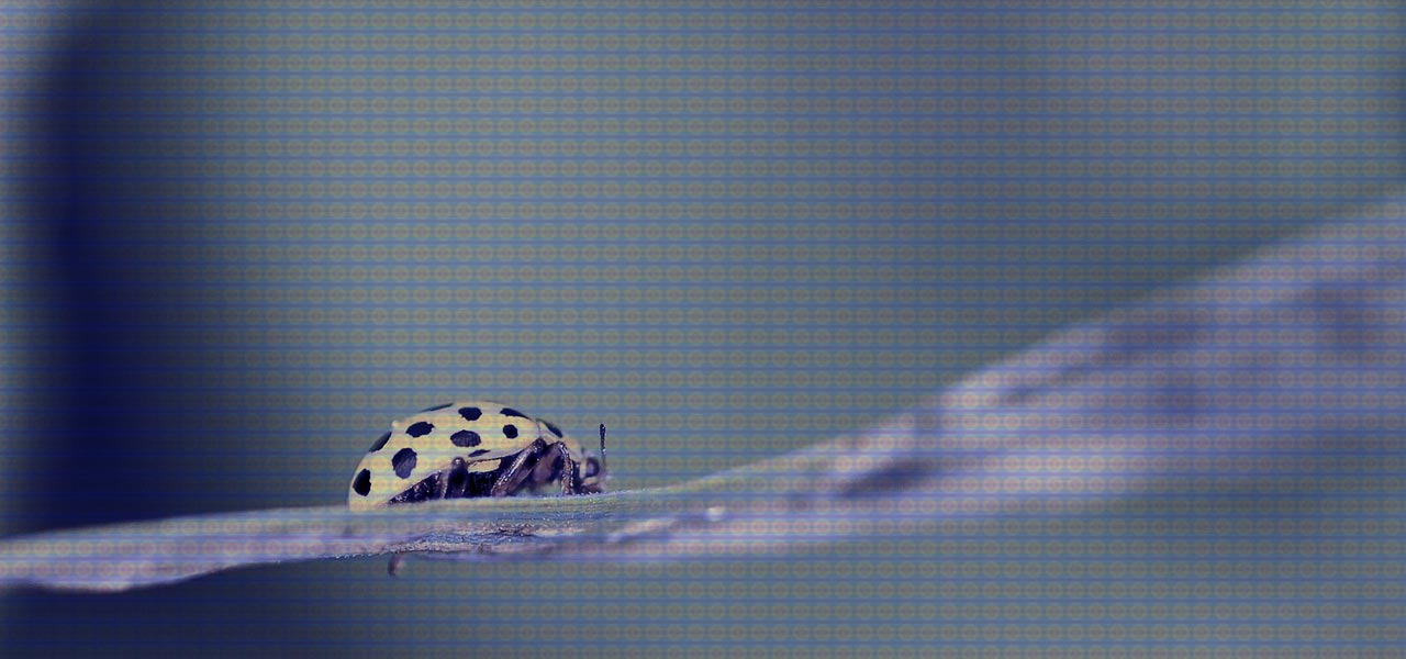 A ladybug crawls slowly along a leaf: encryption bugs.