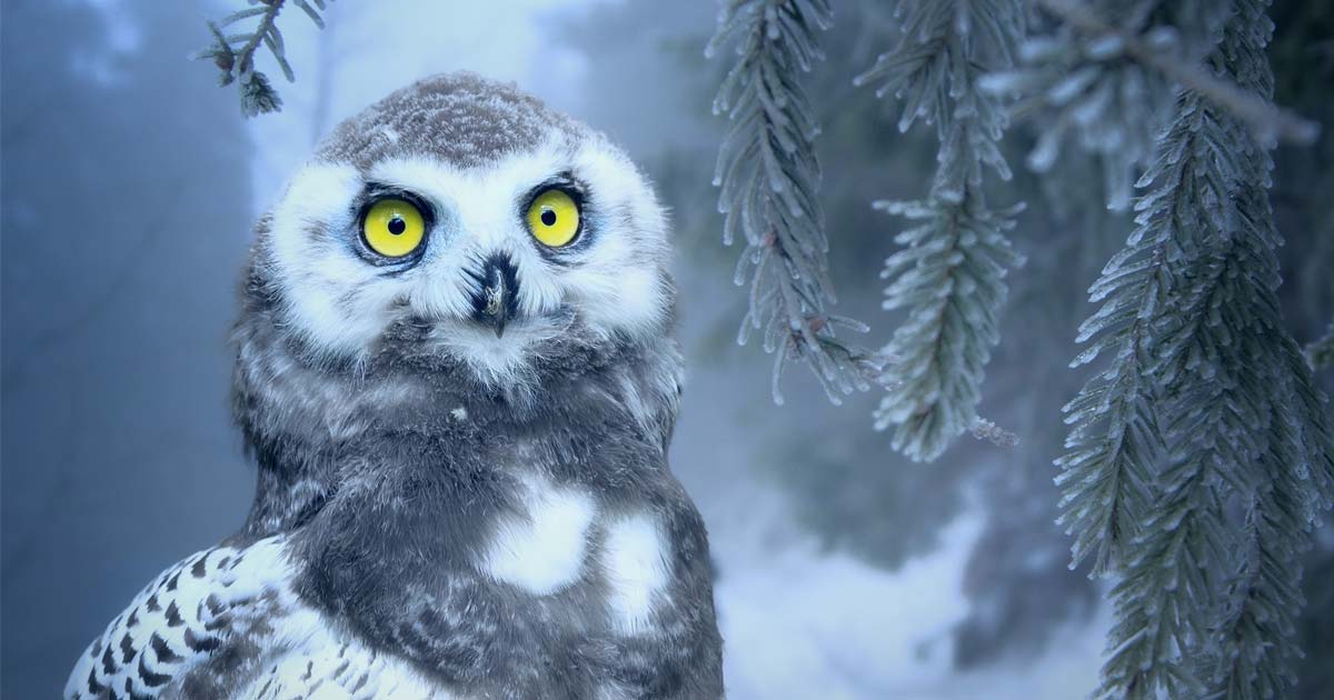 An owl stairs into the snow.