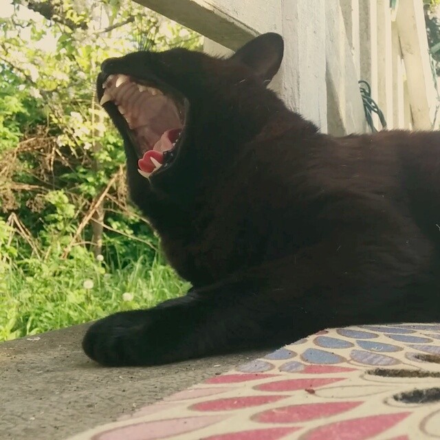 Midnight the cat yawns on the deck.
