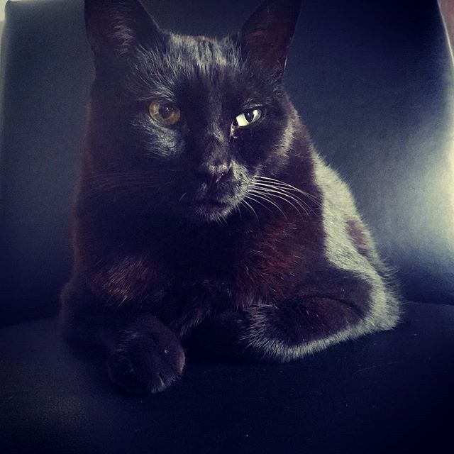 A cat, Midnight, sits on a chair looking comfy and powerful.