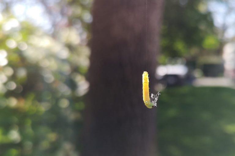 Vicwest caterpillar, a springtime phenomenon